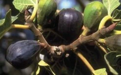 LSU Purple Fig Tree - 3 Gallon Pot 7 LSU Purple Fig Tree - 3 Gallon Pot -Botanica Tree Store 10072 lsu purple fig