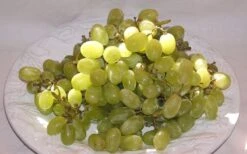 Thompson Seedless Grape Vine - 1 Gallon Pot -Botanica Tree Store 10092 thompson seedless grape