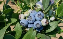 Biloxi Southern Highbush Blueberry - 1 Gallon Pot -Botanica Tree Store 10151 biloxi blueberry