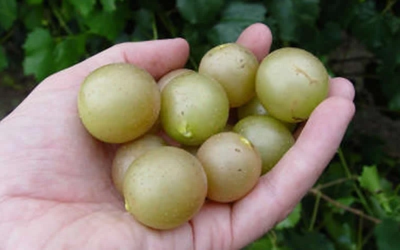 Summit Muscadine - 1 Gallon Pot 4 Summit Muscadine - 1 Gallon Pot - Image 4
