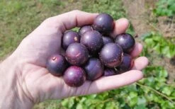 Nesbitt Muscadine Grape Vine - 1 Gallon Pot -Botanica Tree Store 10547 nesbitt muscadine