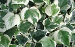 Variegated Algerian Ivy (Hedera Algeriensis 'Gloire De Marengo') - 5 Pack Of Pint Pots 13 Variegated Algerian Ivy (Hedera Algeriensis 'Gloire De Marengo') - 5 Pack Of Pint Pots -Botanica Tree Store 3554 ravensholst ivy