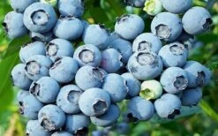 Powderblue Rabbiteye Blueberry - 6 Pack Of 1 Gallon Pots -Botanica Tree Store 3591 powder blue blueberry