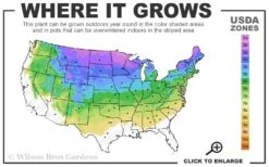 Bloomerang Dwarf Pink Lilac - 5 Pack Of Quart Pots 6 Bloomerang Dwarf Pink Lilac - 5 Pack Of Quart Pots -Botanica Tree Store 3a 8a 5
