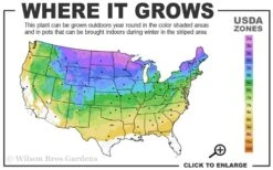 American Wild Plum Tree (Prunus Americana) - 1 Gallon Pot 10 American Wild Plum Tree (Prunus Americana) - 1 Gallon Pot -Botanica Tree Store 3a 8b 23