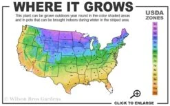 American Hornbeam (Ironwood Tree) - 3 Gallon Pot 10 American Hornbeam (Ironwood Tree) - 3 Gallon Pot -Botanica Tree Store 3a 9b 6