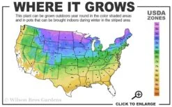 Grancy Graybeard - White Fringe Tree - 3 Gallon Pot -Botanica Tree Store 3b 9a 1