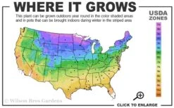 Hollywood Torulosa Juniper - 7 Gallon Pot (5-6') -Botanica Tree Store 3b 9b 7