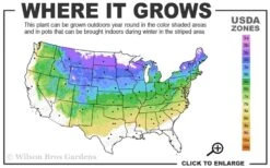 Miss Kim Lilac - 2 Gallon Pot -Botanica Tree Store 4a 8a