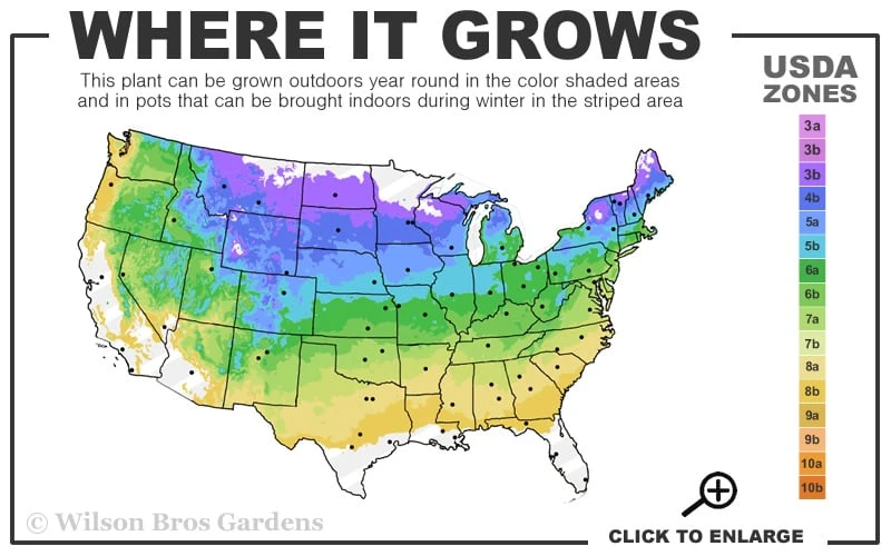 Pink Lemonade Blueberry - 6 Pack Of 1 Gallon Pots 3 Pink Lemonade Blueberry - 6 Pack Of 1 Gallon Pots - Image 3