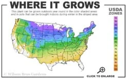 Northern Red Oak Tree (Quercus Rubra) - 1 Gallon Pot 10 Northern Red Oak Tree (Quercus Rubra) - 1 Gallon Pot -Botanica Tree Store 4a 8b 55