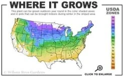 Washington Hawthorn (Crataegus Phaenopyrum) - 3 Pack Of 1.5 Quart Pots -Botanica Tree Store 4a 8b thumbnail 2