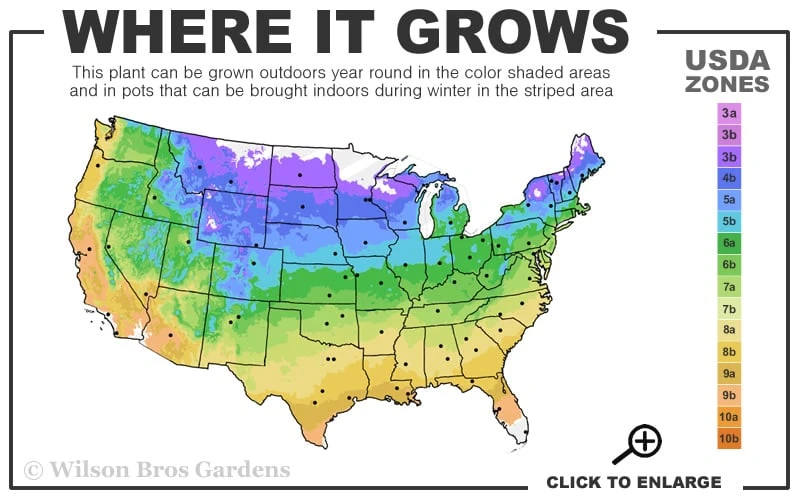 American Sycamore Tree - 1 Gallon Pot 3 American Sycamore Tree - 1 Gallon Pot - Image 3