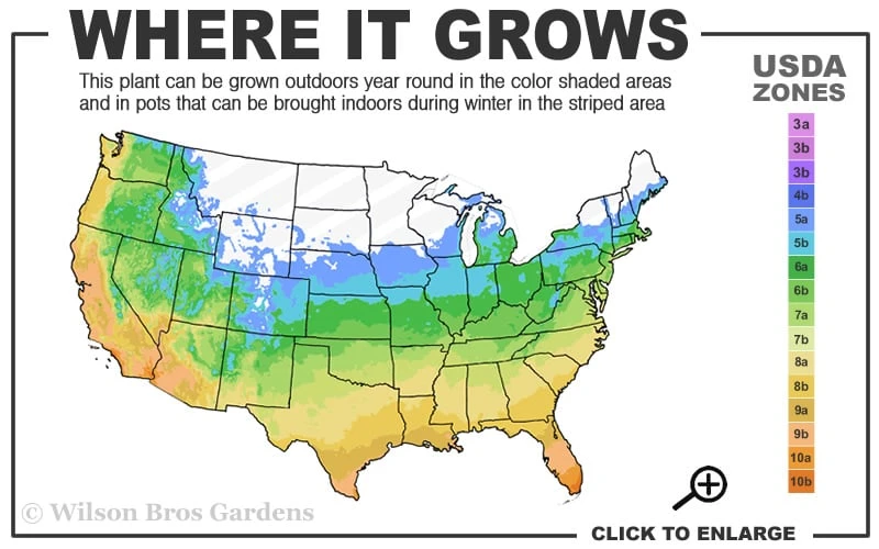 Shoal Creek Chaste Tree (Vitex) - 3 Gallon Pot 3 Shoal Creek Chaste Tree (Vitex) - 3 Gallon Pot - Image 3