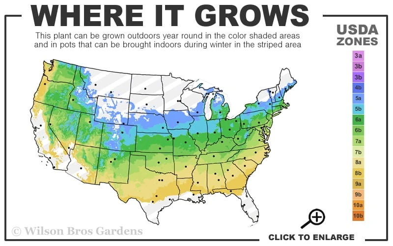 Tufted Hair Grass (Deschampsia Cespitosa) - 16 Pack Of 1 Gallon Pots 3 Tufted Hair Grass (Deschampsia Cespitosa) - 16 Pack Of 1 Gallon Pots - Image 3