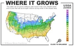 Southern Lace Hinoki Cypress - 1 Gallon Pot -Botanica Tree Store 5a 8b 6