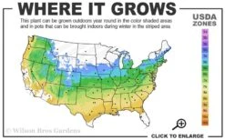 Jubilee Southern Highbush Blueberry - 1 Gallon Pot -Botanica Tree Store 5a 9a 4