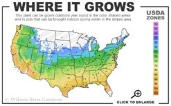 The Rising Sun Redbud Tree - 3 Gallon Pot 10 The Rising Sun Redbud Tree - 3 Gallon Pot -Botanica Tree Store 5a 9b 25