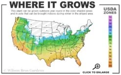Brackens Brown Beauty Magnolia - 7 Gallon Pot (5-6') 9 Brackens Brown Beauty Magnolia - 7 Gallon Pot (5-6') -Botanica Tree Store 5b 11