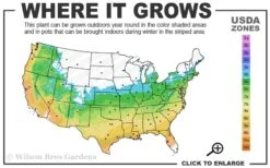 Bug Bat Pitcher Plant (Sarracenia) - 2.5 Quart Pot -Botanica Tree Store 5b 9b