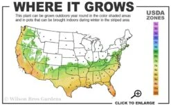 Russian 26 Cold Hardy Pomegranate - 1 Gallon Pot -Botanica Tree Store 6B 11 1