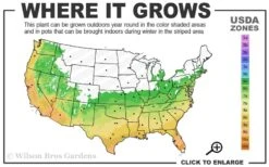 Leyland Cypress - 3 Gallon Pot 8 Leyland Cypress - 3 Gallon Pot -Botanica Tree Store 6a 10a 2