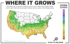 Russian Cold Hardy Pomegranate - 3 Gallon Pot 8 Russian Cold Hardy Pomegranate - 3 Gallon Pot -Botanica Tree Store 6a 11 38