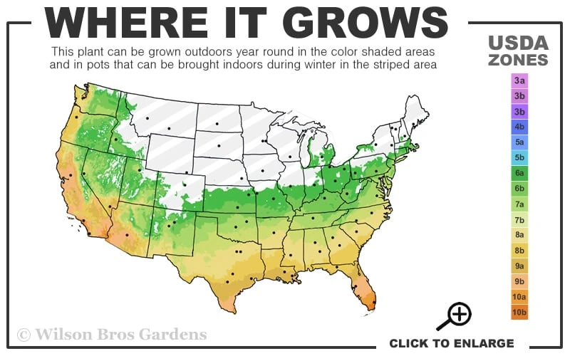 Russian Cold Hardy Pomegranate - 3 Gallon Pot 3 Russian Cold Hardy Pomegranate - 3 Gallon Pot - Image 3