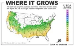 American Snowbell Tree (Styrax Americanus) - 3 Gallon Pot 16 American Snowbell Tree (Styrax Americanus) - 3 Gallon Pot -Botanica Tree Store 6a 8b 4