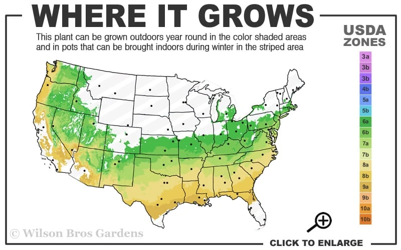 Summer Ice Daphne - 5 Gallon Pot 3 Summer Ice Daphne - 5 Gallon Pot - Image 3