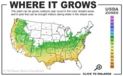 Titan Blueberry - 6 Pack Of 1 Gallon Pots -Botanica Tree Store 6a 9a 5