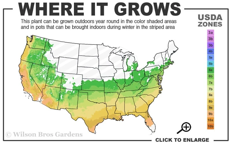 Fragrant Snow Japanese Flowering Apricot (Prunus Mume) - 2 Gallon Pot 3 Fragrant Snow Japanese Flowering Apricot (Prunus Mume) - 2 Gallon Pot - Image 3