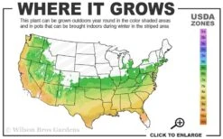 Shortleaf Rosemary Pine (Pinus Echinata) - 3 Gallon Pot 9 Shortleaf Rosemary Pine (Pinus Echinata) - 3 Gallon Pot -Botanica Tree Store 6a 9b 54