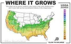 Black Mountain Bluestem Grass (Andropogon Ternarius) - 8 Pack Of 1 Gallon Pots -Botanica Tree Store 6a 9b thumbnail