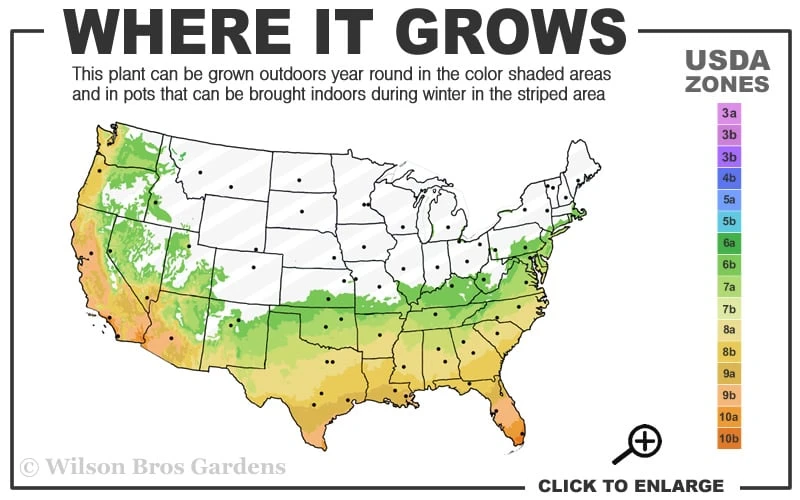 Black Stripe Bamboo - Phyllostachys Nigra Megurochiku - 3 Gallon Pot 3 Black Stripe Bamboo - Phyllostachys Nigra Megurochiku - 3 Gallon Pot - Image 3