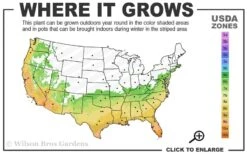 Spotted Leopard Bamboo - Phyllostachys Bambusoides 'Tanakae' - 3 Gallon Pot -Botanica Tree Store 6b 10b 8