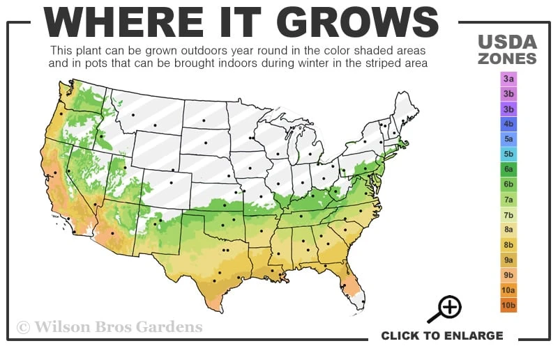 Big O Cold Hardy Eucalyptus Tree (Eucalyptus Neglecta) - 2 Gallon Pot 3 Big O Cold Hardy Eucalyptus Tree (Eucalyptus Neglecta) - 2 Gallon Pot - Image 3