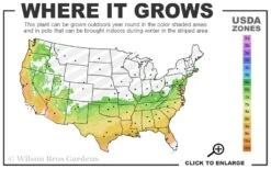 Big O Cold Hardy Eucalyptus Tree (Eucalyptus Neglecta) - 1 Gallon Pot 10 Big O Cold Hardy Eucalyptus Tree (Eucalyptus Neglecta) - 1 Gallon Pot -Botanica Tree Store 6b 9b 9