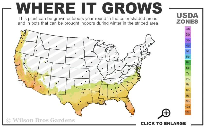 Divinely Blue Deodar Cedar Tree (Single Trunk Topiary) - 5 Gallon Pot 3 Divinely Blue Deodar Cedar Tree (Single Trunk Topiary) - 5 Gallon Pot - Image 3