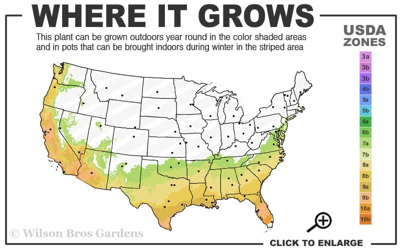 Fruitland's Fortune Tea Olive Single Trunk Tree - 7 Gallon Pot (4-5') 3 Fruitland's Fortune Tea Olive Single Trunk Tree - 7 Gallon Pot (4-5') - Image 3