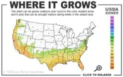 Edgeworthia Chrysantha - Paper Bush - 3 Gallon -Botanica Tree Store 7a 10a 7