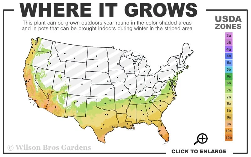 Texas Everbearing Fig Tree - 1 Gallon Pot 3 Texas Everbearing Fig Tree - 1 Gallon Pot - Image 3
