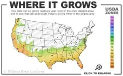 Dwarf Green Aucuba - Japanese Laurel - 1 Gallon Pot 8 Dwarf Green Aucuba - Japanese Laurel - 1 Gallon Pot -Botanica Tree Store 7a 10b 76