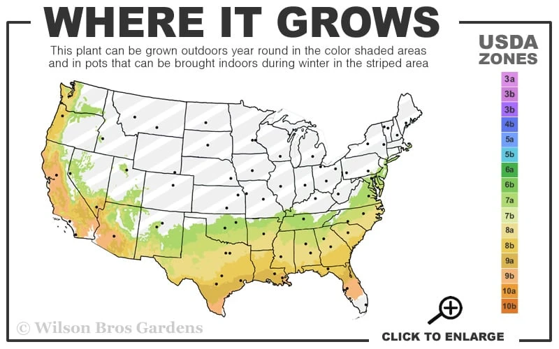 Takes The Cake Rabbiteye Blueberry Bush - 1 Gallon Pot 3 Takes The Cake Rabbiteye Blueberry Bush - 1 Gallon Pot - Image 3