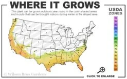 Arbequina Olive Tree - 1 Gallon Pot -Botanica Tree Store 7b 10b 16