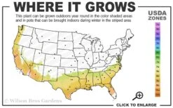 Alice Blue Rabbiteye Blueberry - 1 Gallon Pot -Botanica Tree Store 7b 9b 3