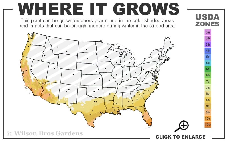 Tuxedo California Lilac (Ceanothus) - 1 Gallon Pot 3 Tuxedo California Lilac (Ceanothus) - 1 Gallon Pot - Image 3