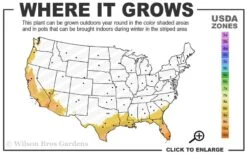 Giant Weavers Royal Bamboo (Wong Chuk) - Bambusa Textilis 'Kanapaha' - 3 Gallon Pot -Botanica Tree Store 8b 11 3