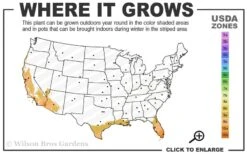 Philippine Lily - 1 Quart Pot 9 Philippine Lily - 1 Quart Pot -Botanica Tree Store 9a 11 4