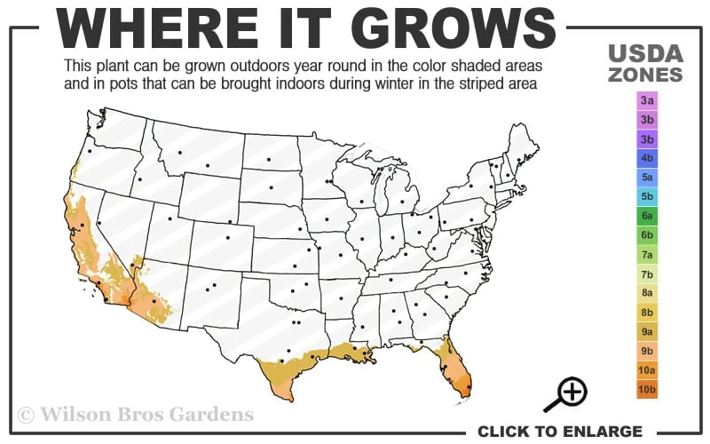 Blue Podocarpus Yew - 7 Gallon Pot 3 Blue Podocarpus Yew - 7 Gallon Pot - Image 3